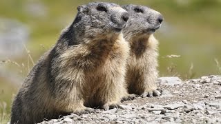 Ardèche  Les Marmottes Mont Mezenc [upl. by Eciralc]