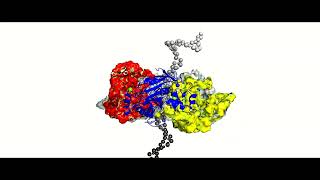 Helicase translocation along DNA [upl. by Redleh]