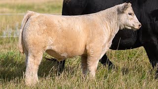 Reimann Pasture Sale 2024  Tag 55 [upl. by Plank]