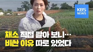 탐사K 기자가 직접 쪽파 출하해 보니quot채소값 비싼 이유 따로 있었다quot  KBS뉴스News [upl. by Nashoma]