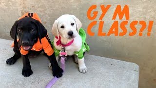 LABRADOR PUPPIES GO TO COLLEGE [upl. by Sorcha992]