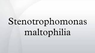 Stenotrophomonas maltophilia [upl. by Nikolos289]