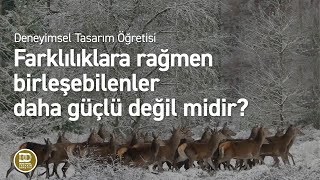 Deneyimsel Tasarım Öğretisi  Güçlü olmak için [upl. by Ogren]