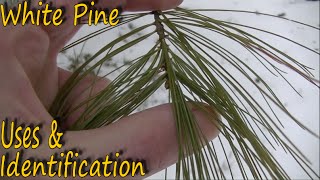 White Pine  Identification and Uses [upl. by Tita]