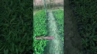 How to do macadamia nut farming in India farming india plantation fruit macadamia plants [upl. by Senior]