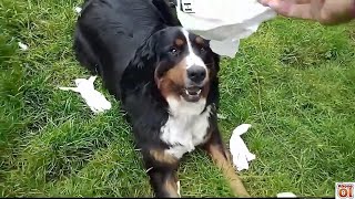 İSVİÇRE DAĞ KÖPEĞİ Bademin Yaramazlıkları ✅ BERNESE MOUNTAIN DOG 💯 [upl. by Supmart]