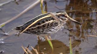 Jack Snipe [upl. by Ellerehc]