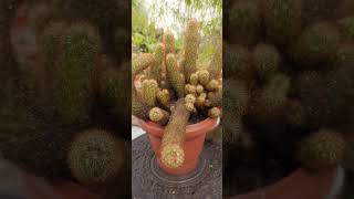 Mammillaria Elongata Copper King Cactus [upl. by Acessej]