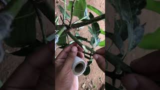 Plant Grafting with the Cleft Graft Technique graft graftingshortsvideo [upl. by Arundel]