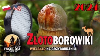 Las i grzyby  wielbłąd na grzybobraniu 2024 4K [upl. by Harwilll150]