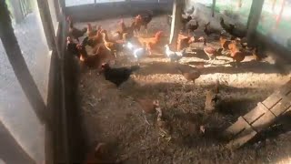 Chicken update on the Aussie Farm in the Philippines [upl. by Fulviah]