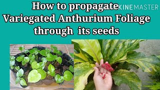 Anthurium Foliage Propagation and Care English Filipino [upl. by Demetra]