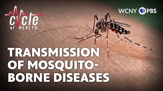 Investigating How Mosquitoes Carry Diseases  Cycle of Health [upl. by Snodgrass477]