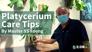 Platycerium Care Tips by SS Foong English Sub [upl. by Samanthia191]