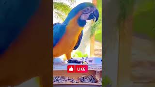 Macaw parrot beautiful [upl. by Hadwin]