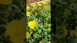 Time bee working take pollen portulaca purslane blooming at garden shortvideo howtogrowportulaca [upl. by Iidnarb]