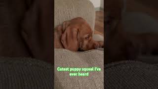 Seger the wirehaired vizsla puppy sleepy squeal [upl. by Inavihs]