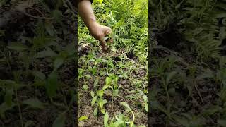 Planting Stevia farming farming [upl. by Beauchamp]