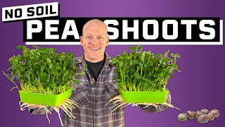 SIMPLE Pea Shoot Hydroponic Microgreens [upl. by Idelia]