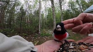 RoseBreasted Grosbeak Fellowship [upl. by Valentine]