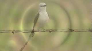 Scissortailed Flycatcher calling and shaking feathers [upl. by Cornell]