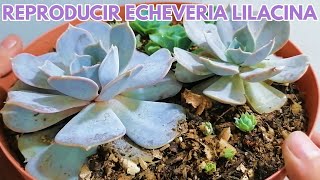 reproducir echeveria lilacina donsuculento [upl. by Ramled]