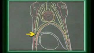 ANATOMÍA VETERINARIA  cavidad torácica canino 1 [upl. by Aissatsan880]