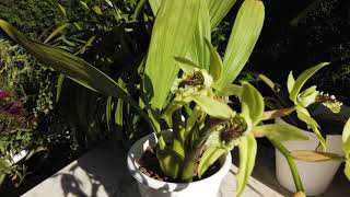 Unveiling the Black Beauty Ultimate Coelogyne Pandurata Care Guide  GORGEOUS BLOOMS ninjaorchids [upl. by Anoj]