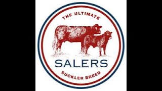 Salers Bull and Females Sale at Castle Douglas at 1100am Saturday 2nd November’24 [upl. by Rramal]