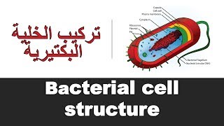 Bacterial cell structure [upl. by Madella649]