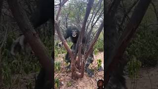 Werewolf Chase in Real Life 😯 Shorts Werewolf shortsfeed funny trending [upl. by Gausman145]