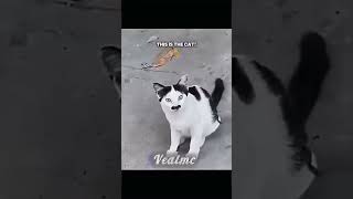 Kitler💀 trolface [upl. by Engedi853]