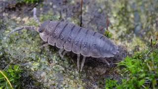 Woodlice [upl. by Nabetse]