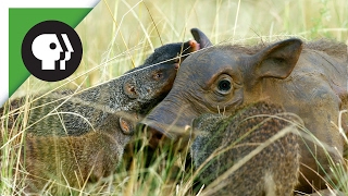 Mongooses Give Warthog Spa Treatment [upl. by Aniras948]