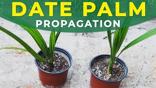 GROWING DATE PALM FROM SEEDS  PROPAGATION CARE FOR SEEDLINGS [upl. by Fitzsimmons759]