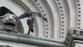 20240605 Riverside Church Peregrine Falcons [upl. by Ahterahs]