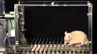 A43 Dishabituation of a rats startle response [upl. by Layton]