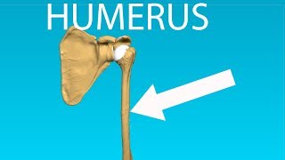 Humerus Anatomy  Bones 2 [upl. by Elletsyrk]