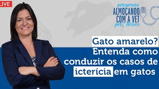 Gato amarelo Entenda como conduzir os casos de icterícia em gatos [upl. by Gilburt]