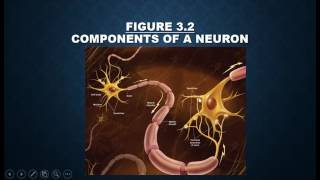 Neuroscience Part 1 General Psychology Live [upl. by Mckee]