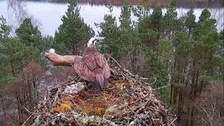 Whos that on Loch of the Lowes Osprey nest this afternoon  is it Laddie 27 Mar 2024 [upl. by Natsud391]