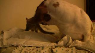 Basset hound vs kitten [upl. by Chemar]