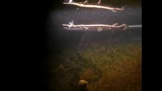 Longnose gar Lepisosteus osseus catches Spotfin shiner Cyprinella spiloptera [upl. by Ekud]