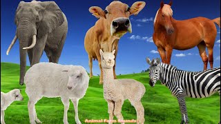 Learn About Herbivores Elephant Cow Horse Goat Giraffe Zebra  Animal Sounds [upl. by Agathe785]