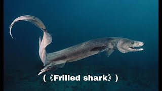 Frilled shark viral youtube [upl. by Aletsirc806]