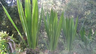 El Fique Como Restaurador Ecológico Y Social  TvAgro por Juan Gonzalo Angel [upl. by Scandura]