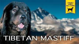 TIBETAN MASTIFF trailer documentario Mastino Tibetano [upl. by Zarla735]