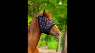 Horse riding equipment Horsemaskhorserugshorse [upl. by Erl]