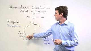 Amino Acids Polar vs NonPolar Acidic Basic and Neutral [upl. by Trebo]