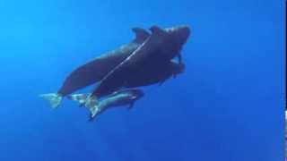 Pilot Whale Sounds [upl. by Methuselah]